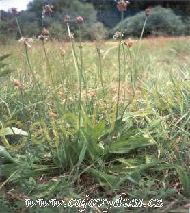 Jitrocel list řezaný