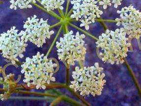 Bedrník nať řezaná 