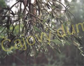 Jmelí nať řezaná