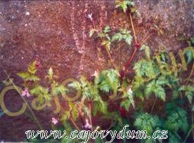 Kakost nať řezaná