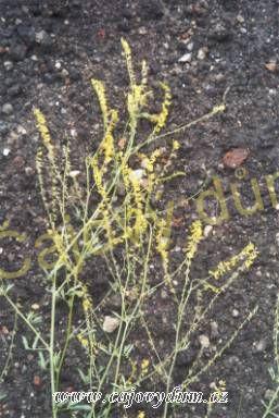 Komonice nať řezaná