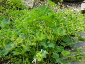 Kontryhel nať řezaná