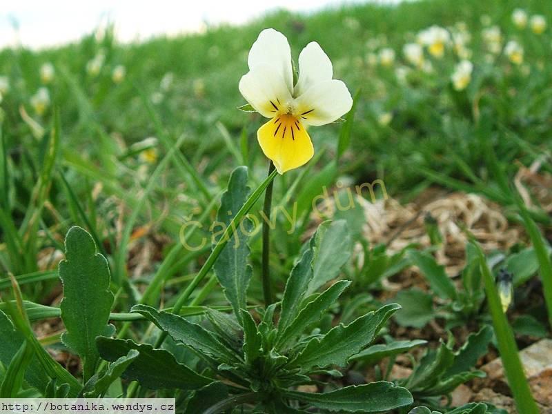 Maceška nať řezaná