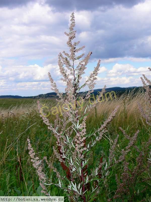 Pelyněk černobýl nať řezaná