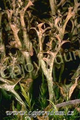 Lišejník islandský řezaný