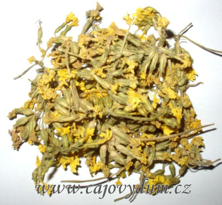 Prvosenka květ s kalichem 