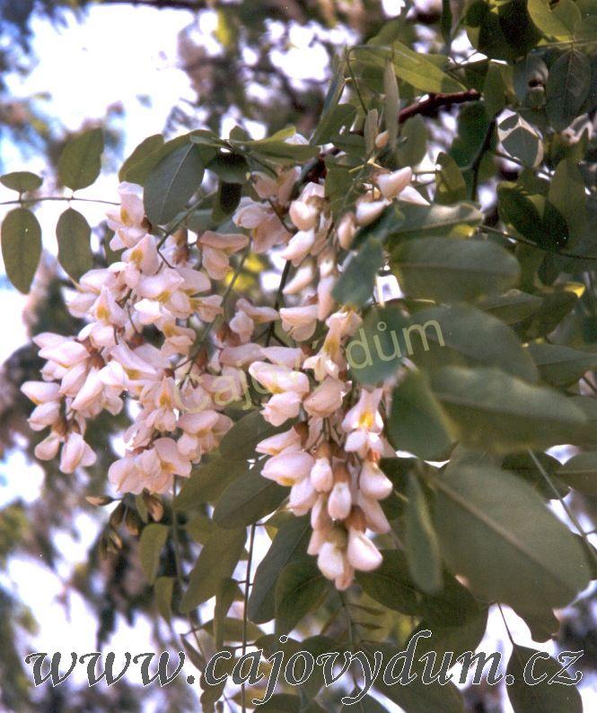 Akát trnovník květ řezaný 