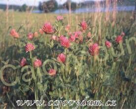 Jetel červený květ 