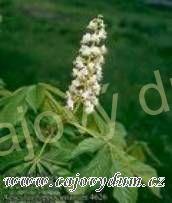 Kaštan květ řezaný 