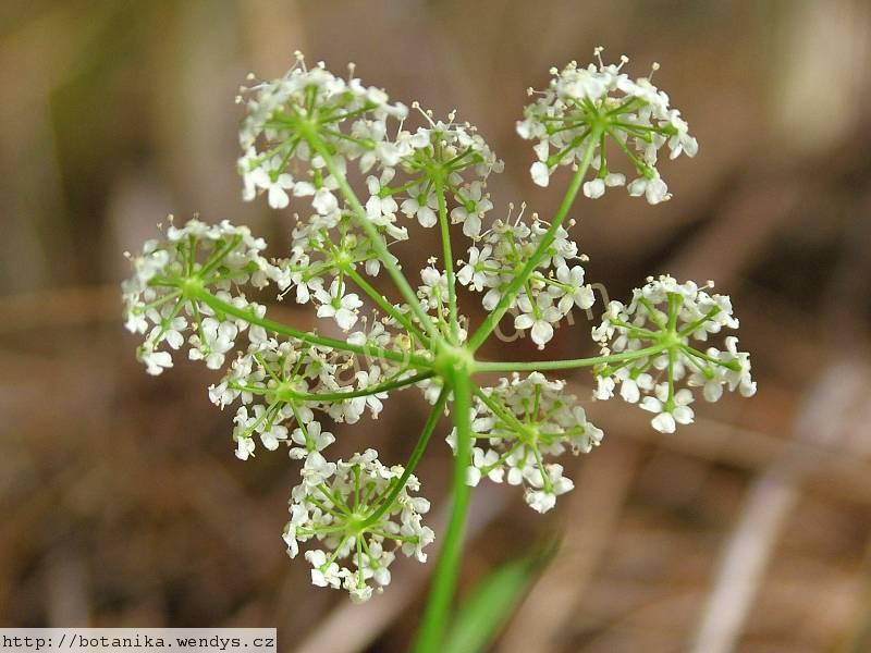 Bedrník kořen řezaný 
