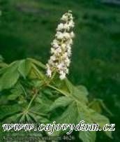 Kaštan semeno plod řezaný