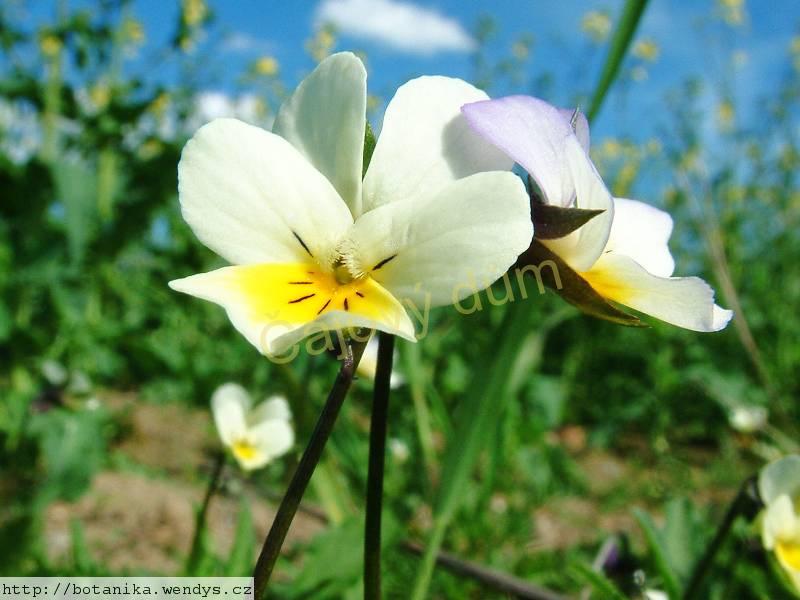 Maceška nať řezaná