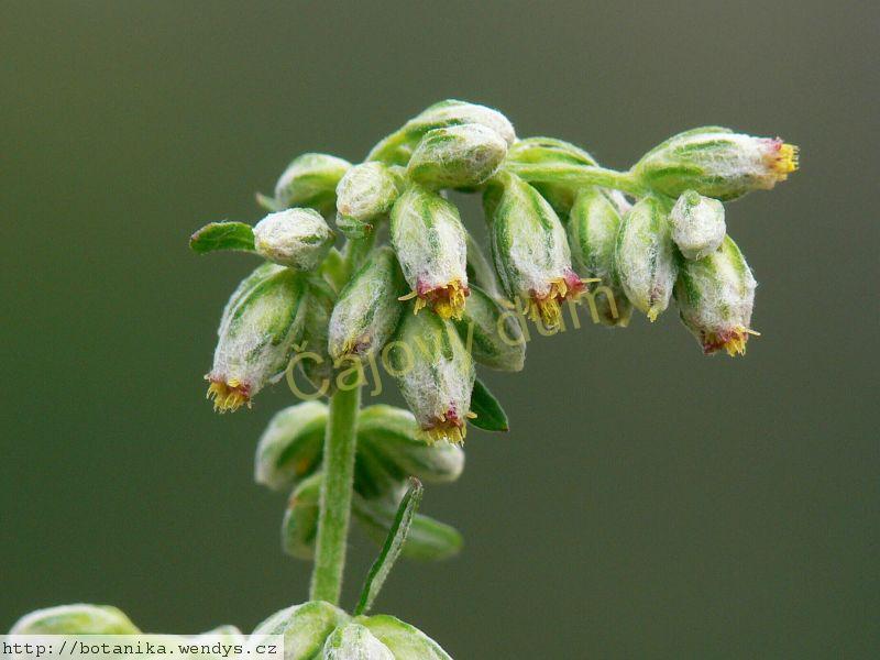 Pelyněk černobýl nať řezaná
