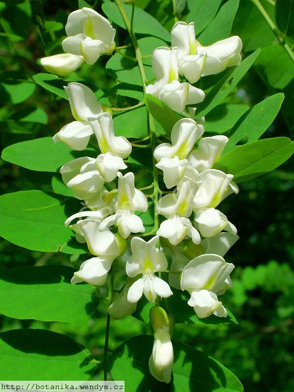 Akát trnovník květ řezaný 