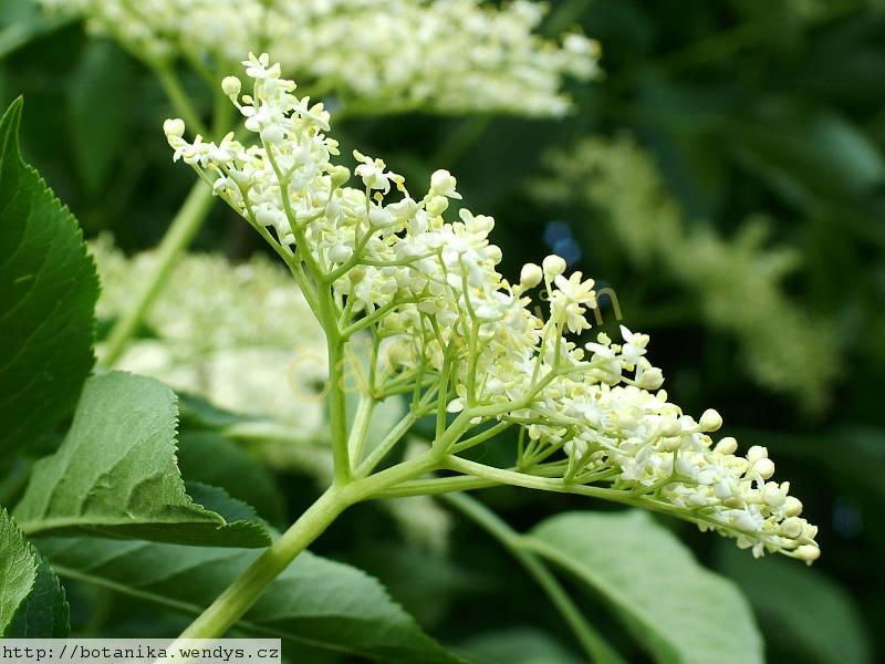 Bez černý  květ řezaný