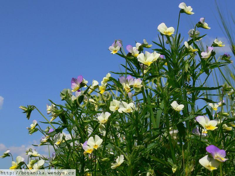 Maceška nať řezaná