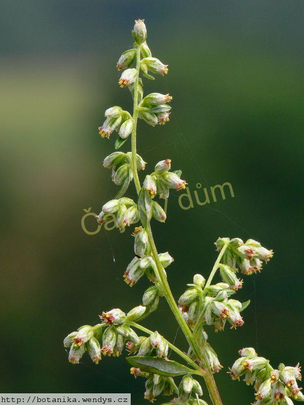 Pelyněk černobýl nať řezaná