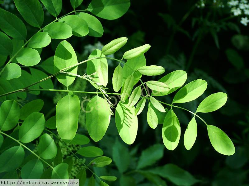 Akát trnovník květ řezaný 