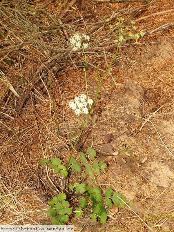 Bedrník kořen řezaný 