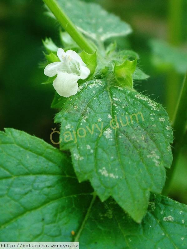 Meduňka nať řezaná