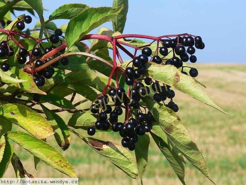 Bez černý  květ řezaný