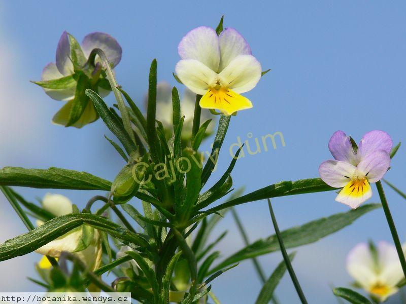 Maceška nať řezaná