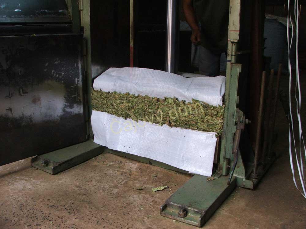 Stevia cukrová sušená