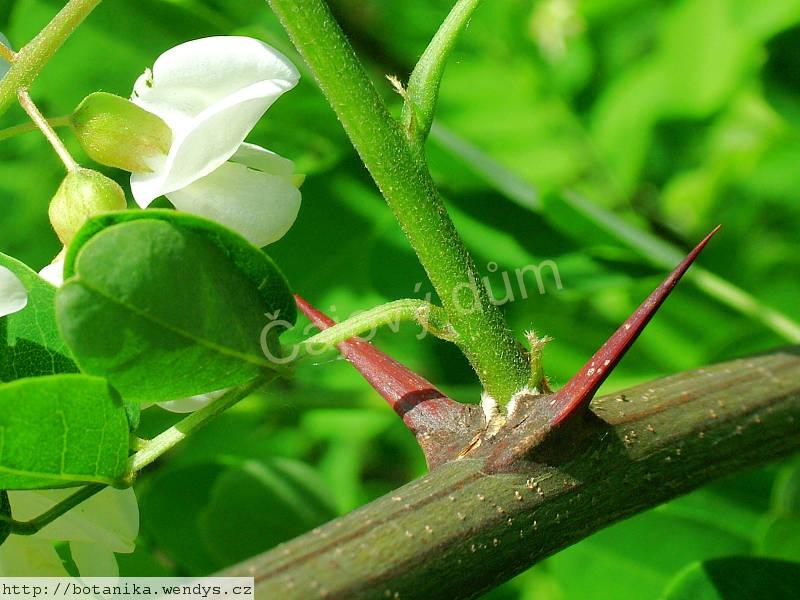 Akát trnovník květ řezaný 