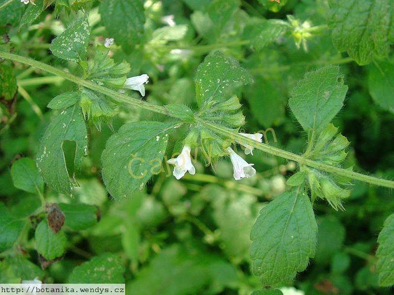 Meduňka nať řezaná
