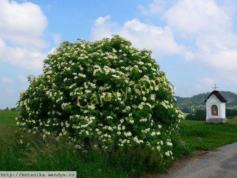 Bez černý  květ řezaný