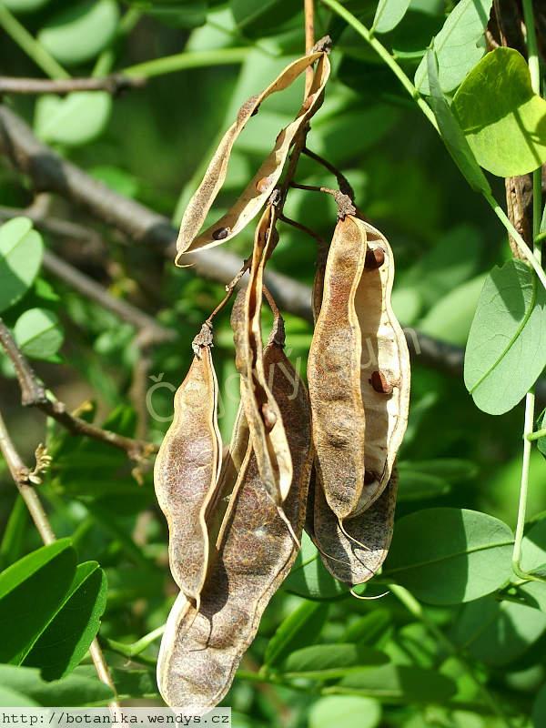 Akát trnovník květ řezaný 