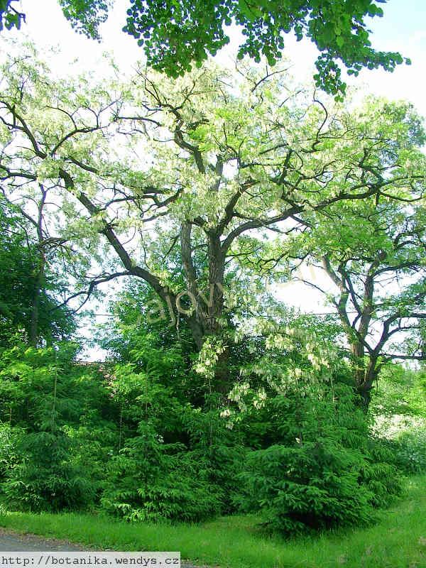 Akát trnovník květ řezaný 