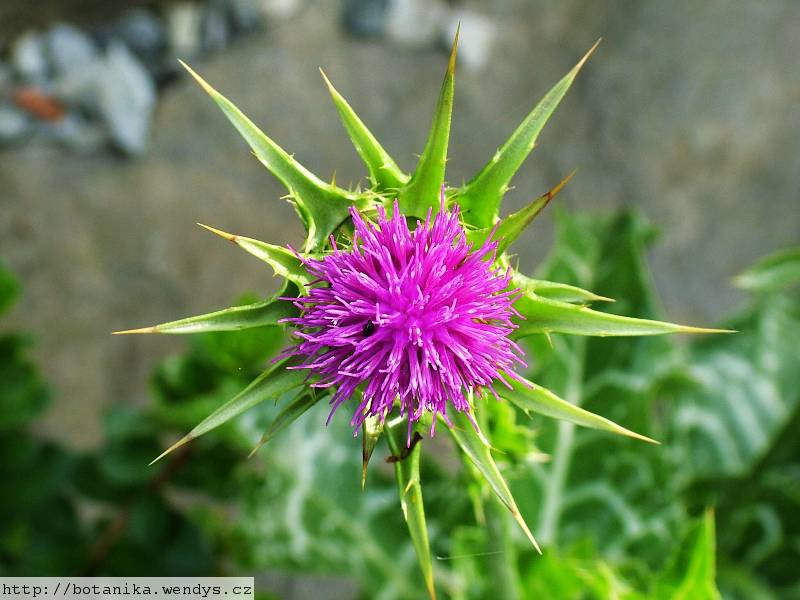 Ostropestřec plod mletý 