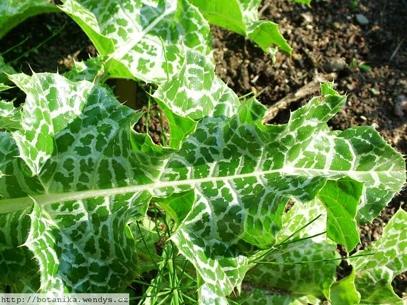 Ostropestřec plod mletý 