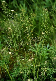 Pastuší tobolka řezaná (50g)